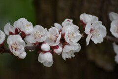 豊後梅の花