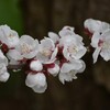 豊後梅の花