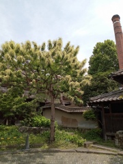 栗の花が咲いてます