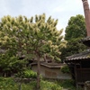 栗の花が咲いてます