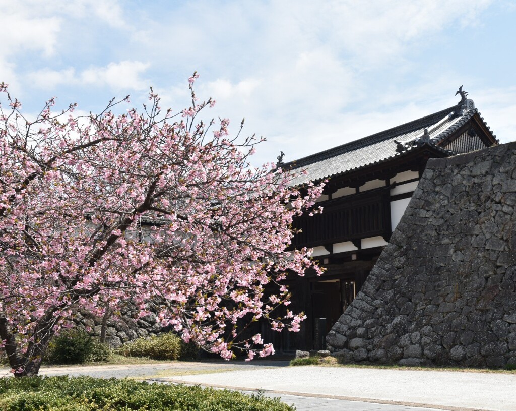 大手門と桜