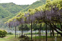 国分寺史跡公園