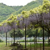 国分寺史跡公園