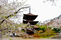 三重塔と桜