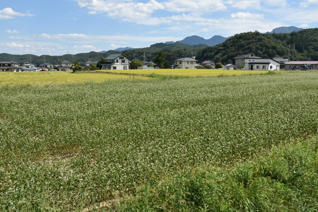 蕎麦畑