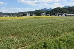 蕎麦畑