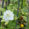 庭のクレマチス 7