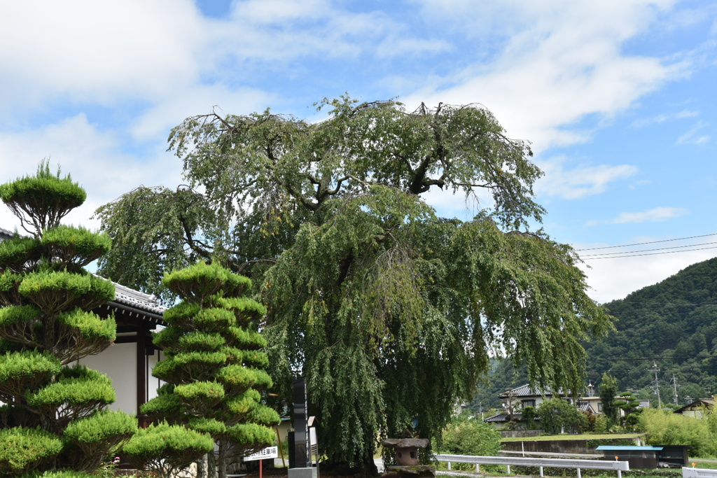 信廣寺のしだれ桜