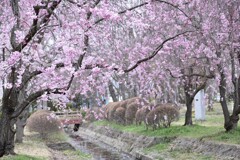 川のほとり