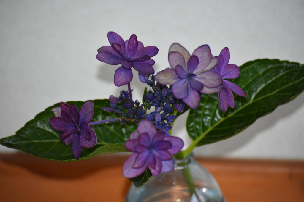 最後の紫陽花