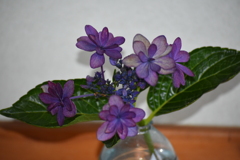 最後の紫陽花