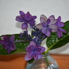 最後の紫陽花