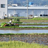 田植え