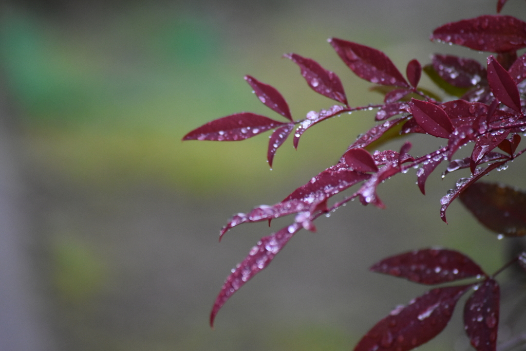 雨上がりの庭で