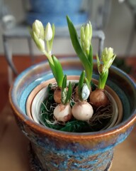 芽出し球根