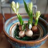 芽出し球根
