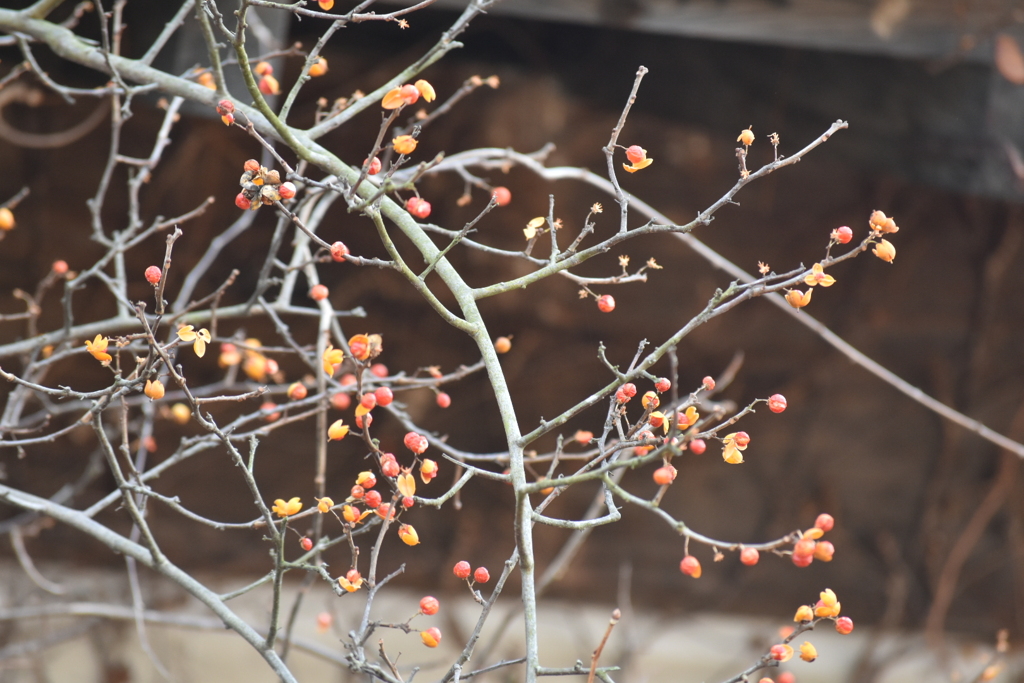 ツルウメモドキ