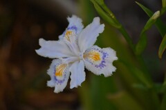 シャガの花