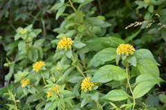 野に咲く花