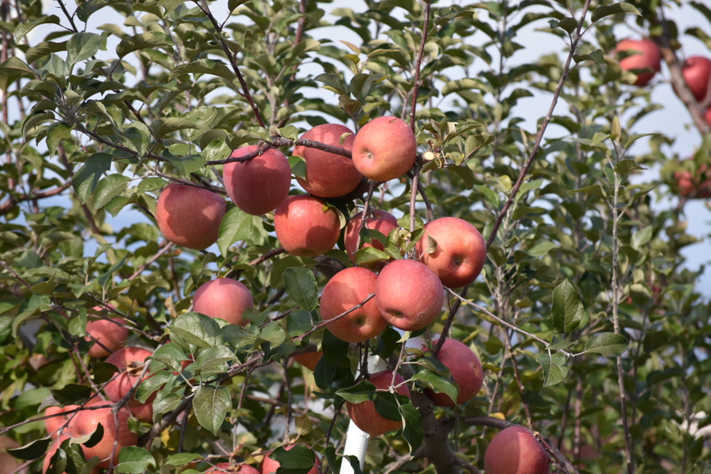 小布施のりんご