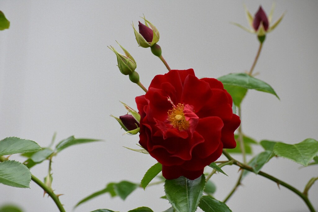 庭の薔薇