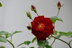 庭の薔薇