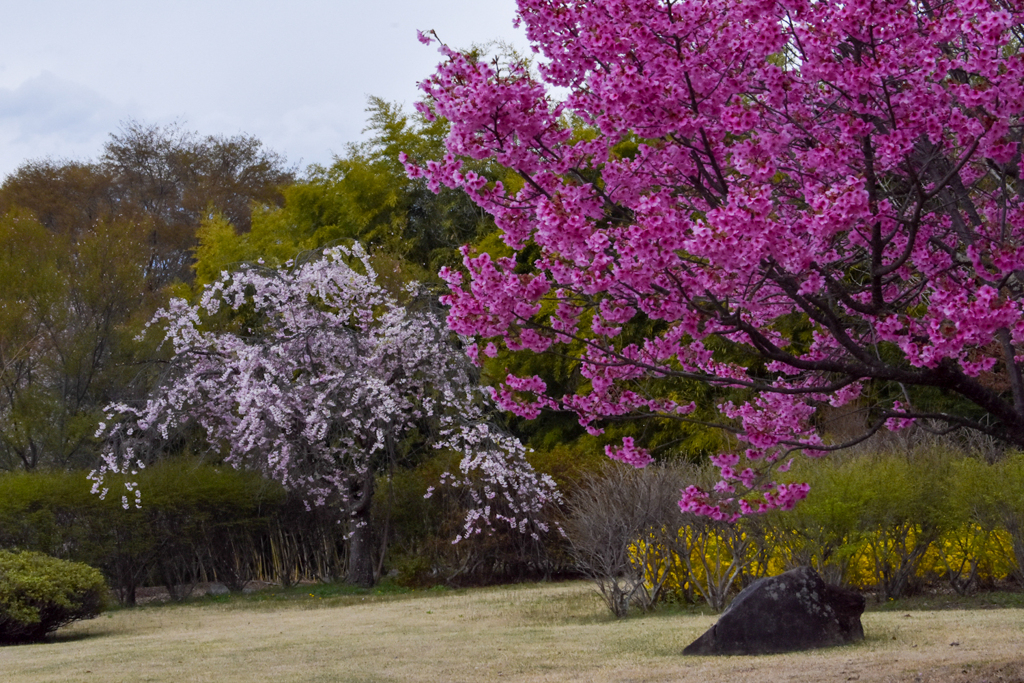 前山寺の桜