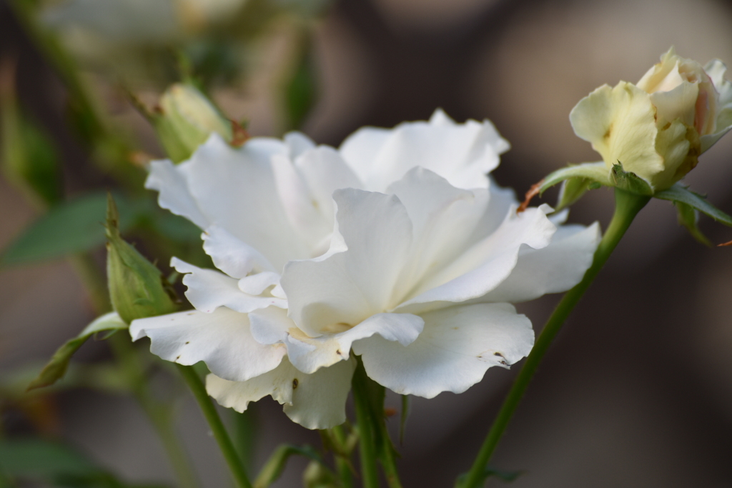 夏の薔薇
