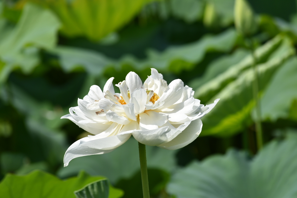 蓮の花