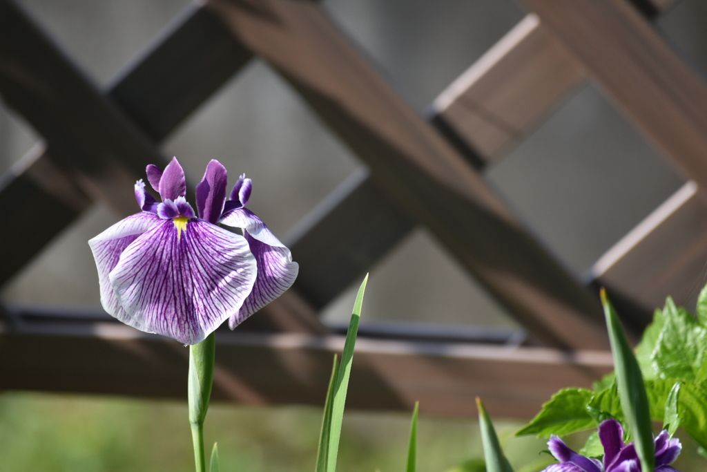 花菖蒲
