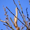梅の花芽