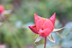 冬薔薇