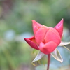冬薔薇