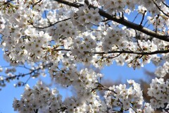 青空に桜