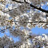 青空に桜
