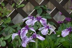 花菖蒲