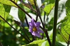 茄子の花