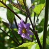 茄子の花