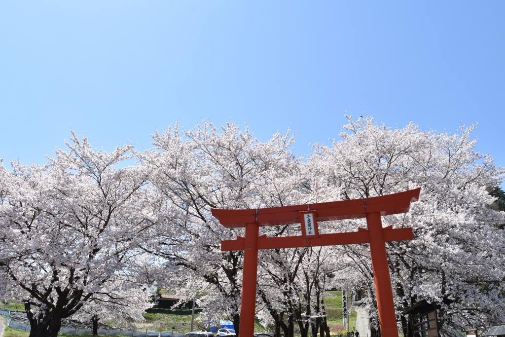 鳥居と桜