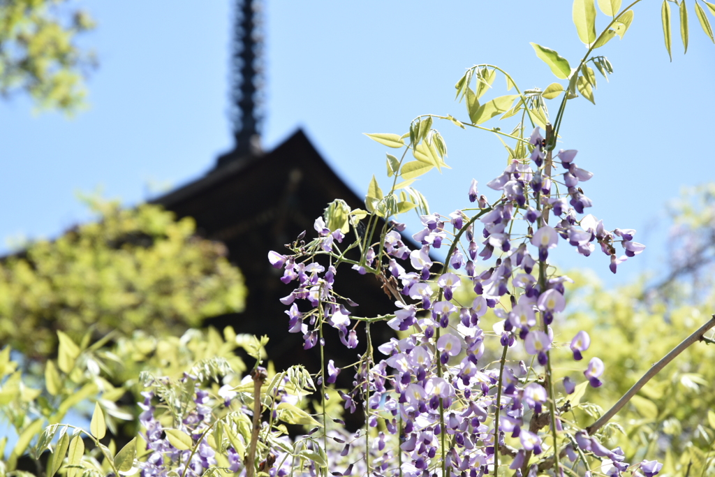 前山寺の藤