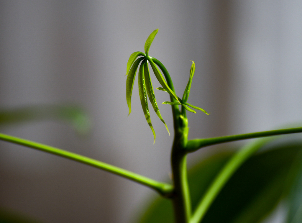 新芽