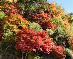 紅葉を探して