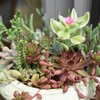多肉の寄せ植え