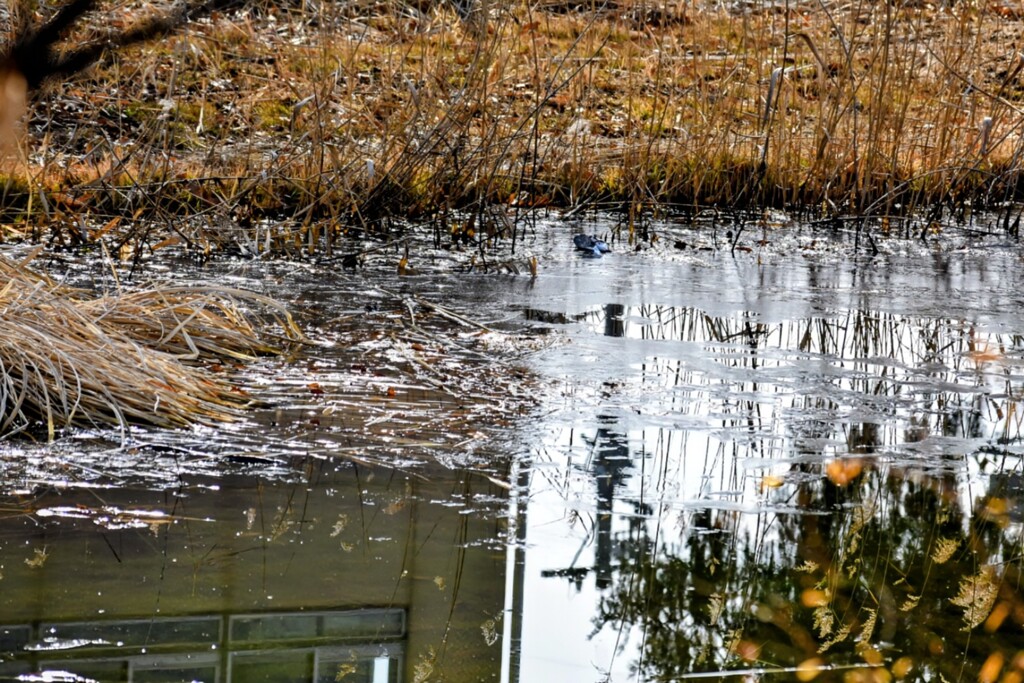 薄氷の池