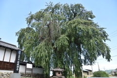 枝垂れ桜