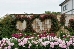 ハートの薔薇