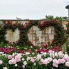 ハートの薔薇