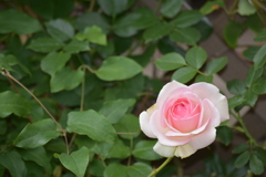 庭の薔薇
