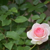 庭の薔薇