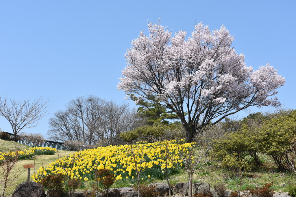 桜と水仙